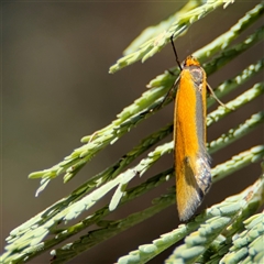 Philobota arabella at Holder, ACT - 28 Oct 2024