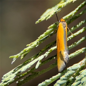 Philobota arabella at Holder, ACT - 28 Oct 2024