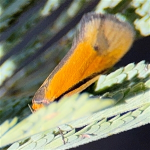 Philobota arabella at Holder, ACT - 28 Oct 2024