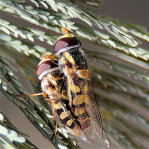 Simosyrphus grandicornis at Holder, ACT - 28 Oct 2024