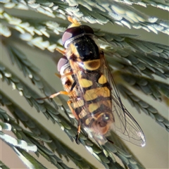 Simosyrphus grandicornis at Holder, ACT - 28 Oct 2024