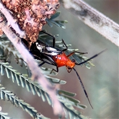 Rayieria basifer (Braconid-mimic plant bug) at Holder, ACT - 28 Oct 2024 by Hejor1