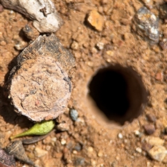 Portacosa cinerea (Grey wolf spider) at Holder, ACT - 28 Oct 2024 by Hejor1