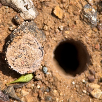 Portacosa cinerea (Grey wolf spider) at Holder, ACT - 28 Oct 2024 by Hejor1