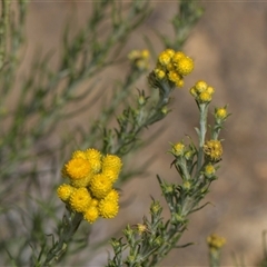 Chrysocephalum semipapposum (Clustered Everlasting) at Yarralumla, ACT - 28 Oct 2024 by AlisonMilton