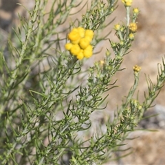 Chrysocephalum semipapposum at Yarralumla, ACT - 29 Oct 2024