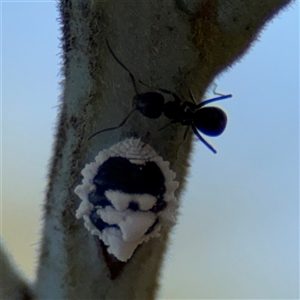 Melanococcus albizziae at Holder, ACT - 28 Oct 2024