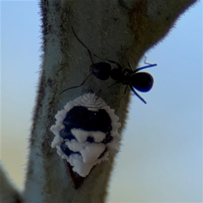 Melanococcus albizziae (Acacia Mealybug) at Holder, ACT - 28 Oct 2024 by Hejor1