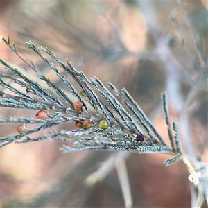 Austroacacidiplosis botrycephalae at Holder, ACT - 28 Oct 2024