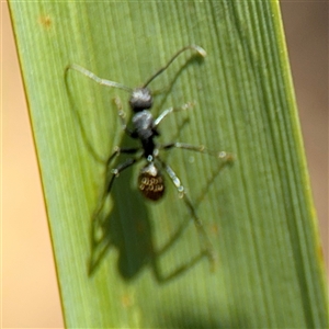 Camponotus aeneopilosus at Holder, ACT - 28 Oct 2024