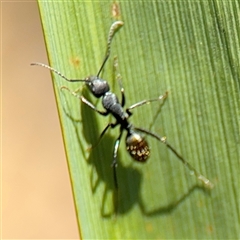 Camponotus aeneopilosus at Holder, ACT - 28 Oct 2024