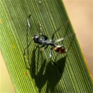 Camponotus aeneopilosus at Holder, ACT - 28 Oct 2024