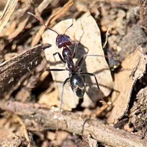 Iridomyrmex purpureus at Holder, ACT - 28 Oct 2024