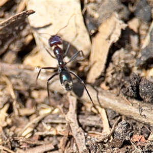 Iridomyrmex purpureus at Holder, ACT - 28 Oct 2024