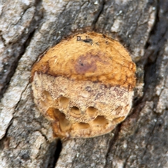 Hexagonia vesparia (Wasp Nest Polypore) at Holder, ACT - 28 Oct 2024 by Hejor1