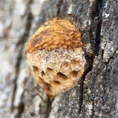 Hexagonia vesparia at Holder, ACT - 28 Oct 2024