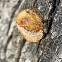 Hexagonia vesparia at Holder, ACT - 28 Oct 2024