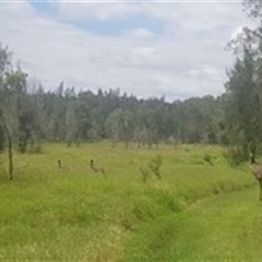 Dromaius novaehollandiae (Emu) at Tyndale, NSW - 29 Oct 2024 by Topwood