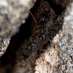 Anonychomyrma sp. (genus) (Black Cocktail Ant) at Holder, ACT - 28 Oct 2024 by Hejor1