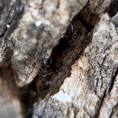 Anonychomyrma sp. (genus) at Holder, ACT - 28 Oct 2024 01:55 PM