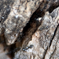 Anonychomyrma sp. (genus) at Holder, ACT - 28 Oct 2024 01:55 PM