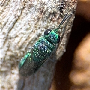 Chrysididae (family) at Holder, ACT - 28 Oct 2024 01:50 PM