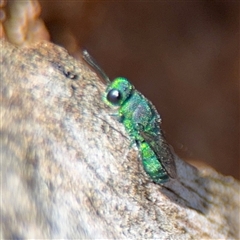 Chrysididae (family) at Holder, ACT - 28 Oct 2024 01:50 PM