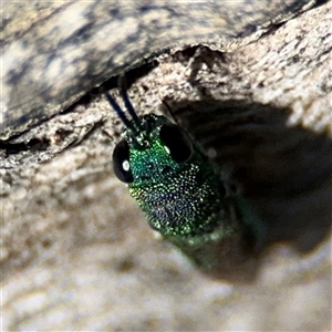 Chrysididae (family) at Holder, ACT - 28 Oct 2024 01:50 PM