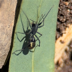 Myrmarachne luctuosa (Polyrachis Ant Mimic Spider) at Holder, ACT - 28 Oct 2024 by Hejor1