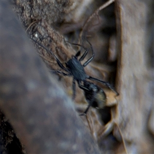 Myrmarachne luctuosa at Holder, ACT - 28 Oct 2024 01:50 PM