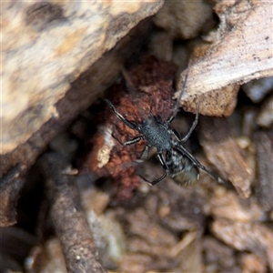 Myrmarachne luctuosa at Holder, ACT - 28 Oct 2024 01:50 PM