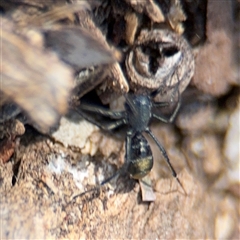 Myrmarachne luctuosa at Holder, ACT - 28 Oct 2024 01:50 PM