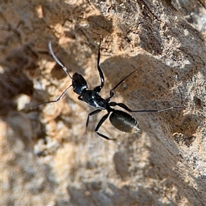 Camponotus aeneopilosus at Holder, ACT - 28 Oct 2024