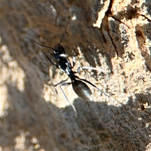 Camponotus aeneopilosus at Holder, ACT - 28 Oct 2024 01:49 PM