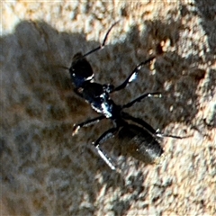 Camponotus aeneopilosus at Holder, ACT - 28 Oct 2024