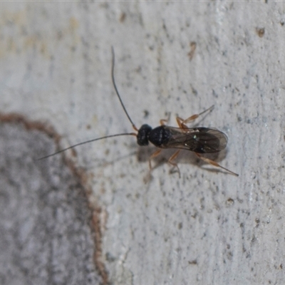 Unidentified Wasp (Hymenoptera, Apocrita) at Yarralumla, ACT - 28 Oct 2024 by AlisonMilton