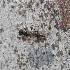 Ichneumonoidea (Superfamily) at Yarralumla, ACT - 29 Oct 2024 10:25 AM