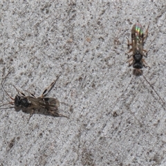 Ichneumonoidea (Superfamily) at Yarralumla, ACT - 29 Oct 2024 10:25 AM