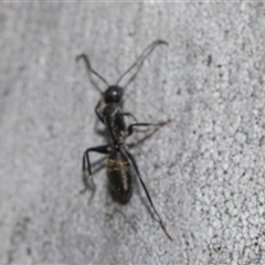 Camponotus aeneopilosus (A Golden-tailed sugar ant) at Yarralumla, ACT - 29 Oct 2024 by AlisonMilton