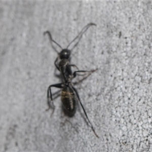 Camponotus aeneopilosus at Yarralumla, ACT - 29 Oct 2024 10:25 AM