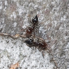 Crematogaster sp. (genus) (Acrobat ant, Cocktail ant) at Yarralumla, ACT - 29 Oct 2024 by AlisonMilton