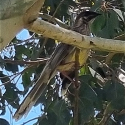 Anthochaera carunculata (Red Wattlebird) at Crookwell, NSW - 29 Oct 2024 by clarehoneydove