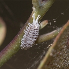 Pseudococcidae sp. (family) (A mealybug) at Yarralumla, ACT - 29 Oct 2024 by AlisonMilton