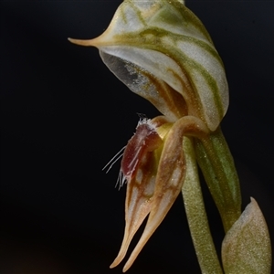 Oligochaetochilus aciculiformis at Acton, ACT - suppressed