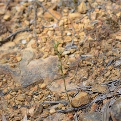 Oligochaetochilus aciculiformis at Acton, ACT - 9 Oct 2024