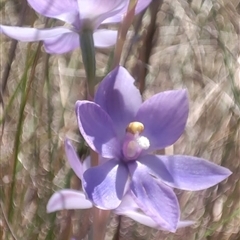 Thelymitra (Genus) (Sun Orchid) at Hackett, ACT - 29 Oct 2024 by mvos