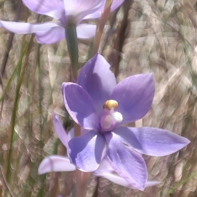 Thelymitra sp. (A Sun Orchid) at Hackett, ACT - 29 Oct 2024 by mvos