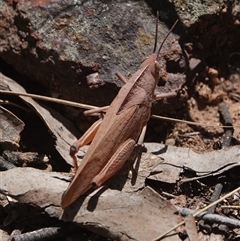 Goniaea carinata (Black kneed gumleaf grasshopper) at Hall, ACT - 29 Oct 2024 by Anna123