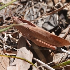 Goniaea carinata at Hall, ACT - 29 Oct 2024 11:43 AM