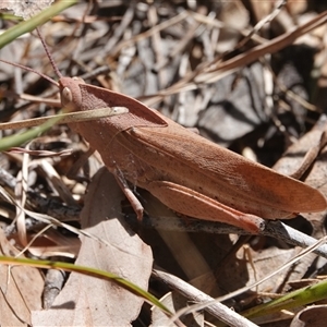 Goniaea carinata at Hall, ACT - 29 Oct 2024